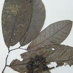 Cremastosperma brevipes Otro