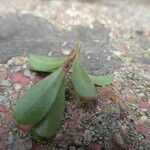 Arctostaphylos uva-ursi Leaf