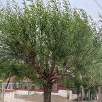 Salix alba برگ