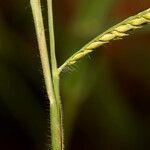 Urochloa trichopus Fruto