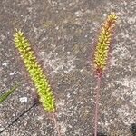 Setaria pumila Blüte