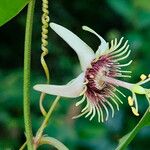 Passiflora pallida Cvet