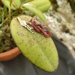 Acianthera pubescens ᱵᱟᱦᱟ