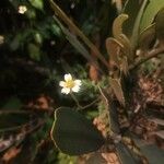 Tridax procumbens Virág