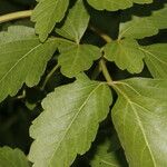 Cardiospermum grandiflorum Leaf