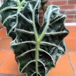 Alocasia sanderianaLeht