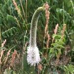 Plantago maxima Flower