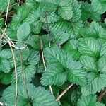 Potentilla indica Φύλλο