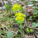 Chrysosplenium alternifoliumΛουλούδι