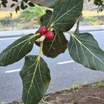 Ficus benghalensis Hedelmä