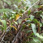 Pleopeltis macrocarpa Costuma