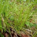 Carex alba Elinympäristö