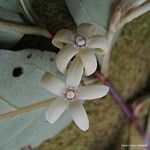 Cyclophyllum balansae പുഷ്പം