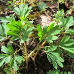 Corydalis intermedia Habit