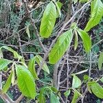 Asimina triloba 叶