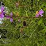 Clappertonia ficifolia Frucht