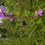 Clappertonia ficifolia Ffrwyth