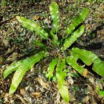 Asplenium scolopendrium Libunga