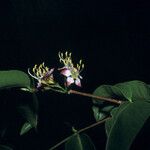 Mouriri guianensis Flower