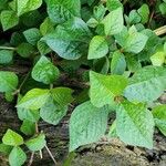 Cyathula prostrata Blatt