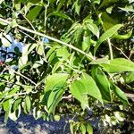 Acokanthera oppositifolia 葉