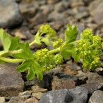 Alchemilla xanthochlora Кветка