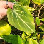 Philodendron gloriosum Fuelha