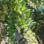 Escallonia illinita पत्ता