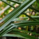 Carex pendula Feuille