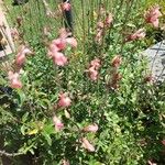 Salvia microphylla Habit