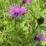 Centaurea nigra Pokrój