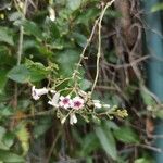 Paederia foetida Virág