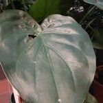 Alocasia cucullata Leaf