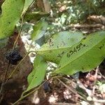 Diospyros samoensis Fruit