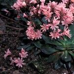 Lewisia cotyledon फूल