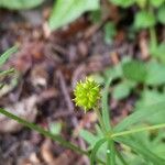 Ranunculus auricomus Fruit