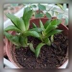 Haworthia cymbiformis Yaprak