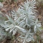 Lavandula × intermedia Leaf