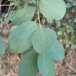 Ximenia americana Leaf