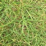 Paspalum vaginatum ഇല