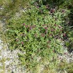 Astragalus hypoglottis Habitus