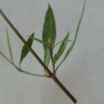 Ayapana triplinervis Leaf