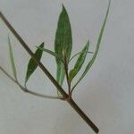 Ayapana triplinervis Leaf