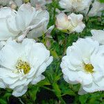 Rosa moschata പുഷ്പം