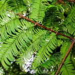 Metasequoia glyptostroboides ഇല