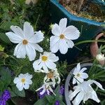 Cosmos bipinnatus Flower