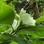 Mespilus germanica Flor