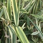 Phalaris arundinacea Feuille