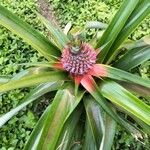 Ananas comosus Фрукт