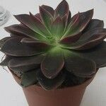 Echeveria affinis Ліст